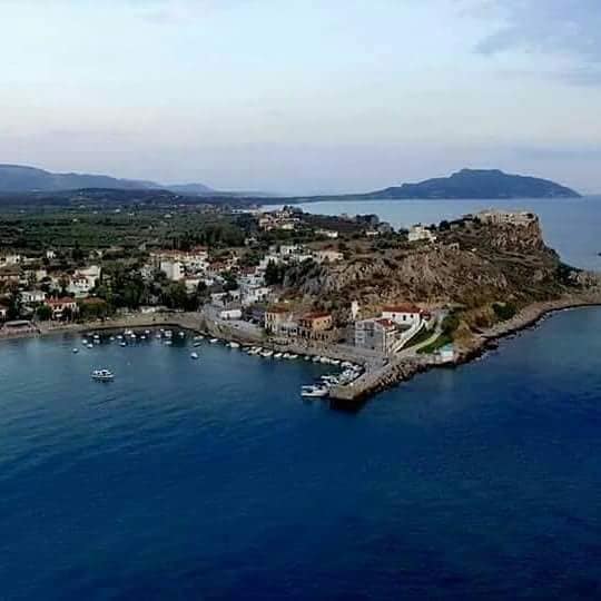 Ελιά